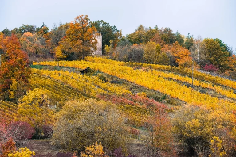 Vignes jaunies en terrasses sous des arbres d'automne